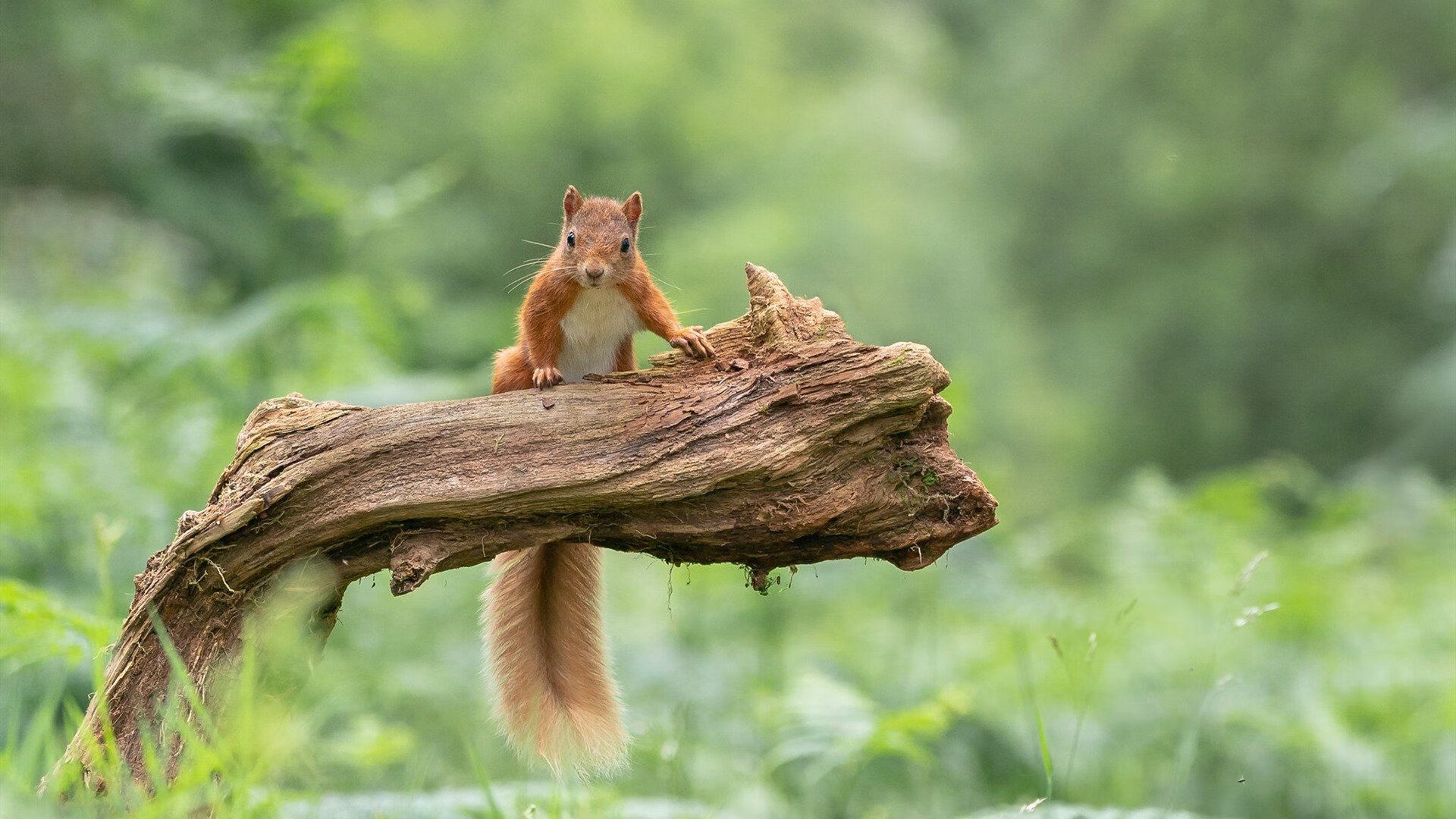实验性足球赛事试点全国推行，探索多元化比赛模式，校园足球实验班
